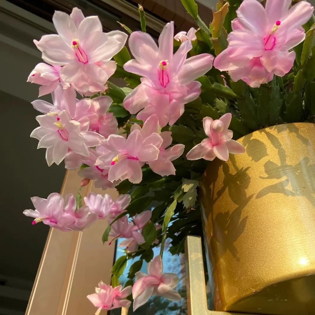 Hot sale! Essential for home decoration: Crab Claw Lotus seeds