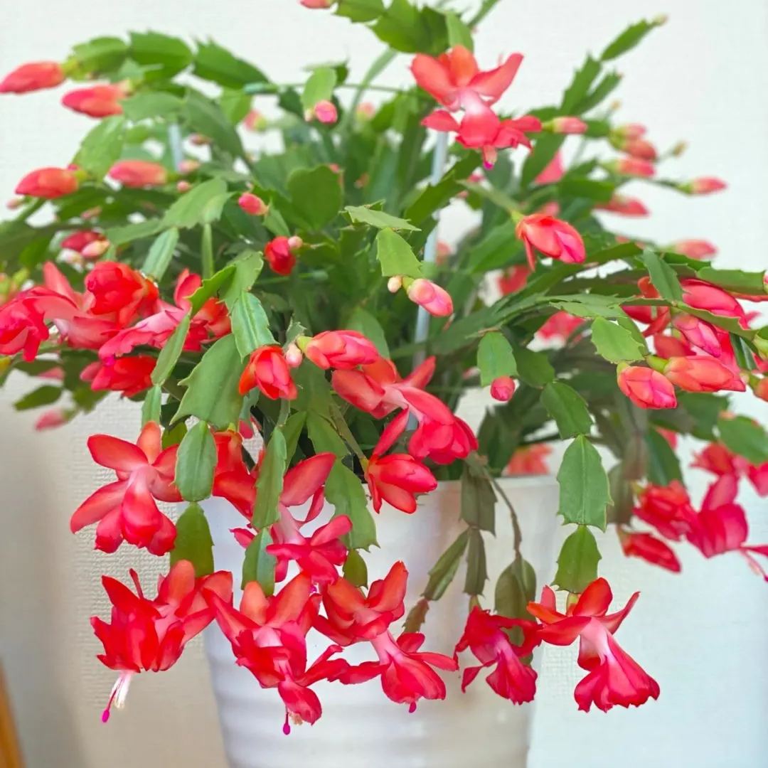 Hot sale! Essential for home decoration: Crab Claw Lotus seeds