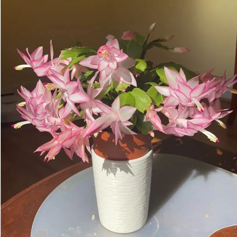 Hot sale! Essential for home decoration: Crab Claw Lotus seeds