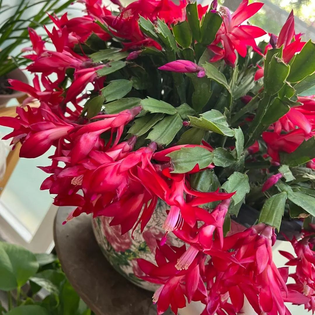 Hot sale! Essential for home decoration: Crab Claw Lotus seeds