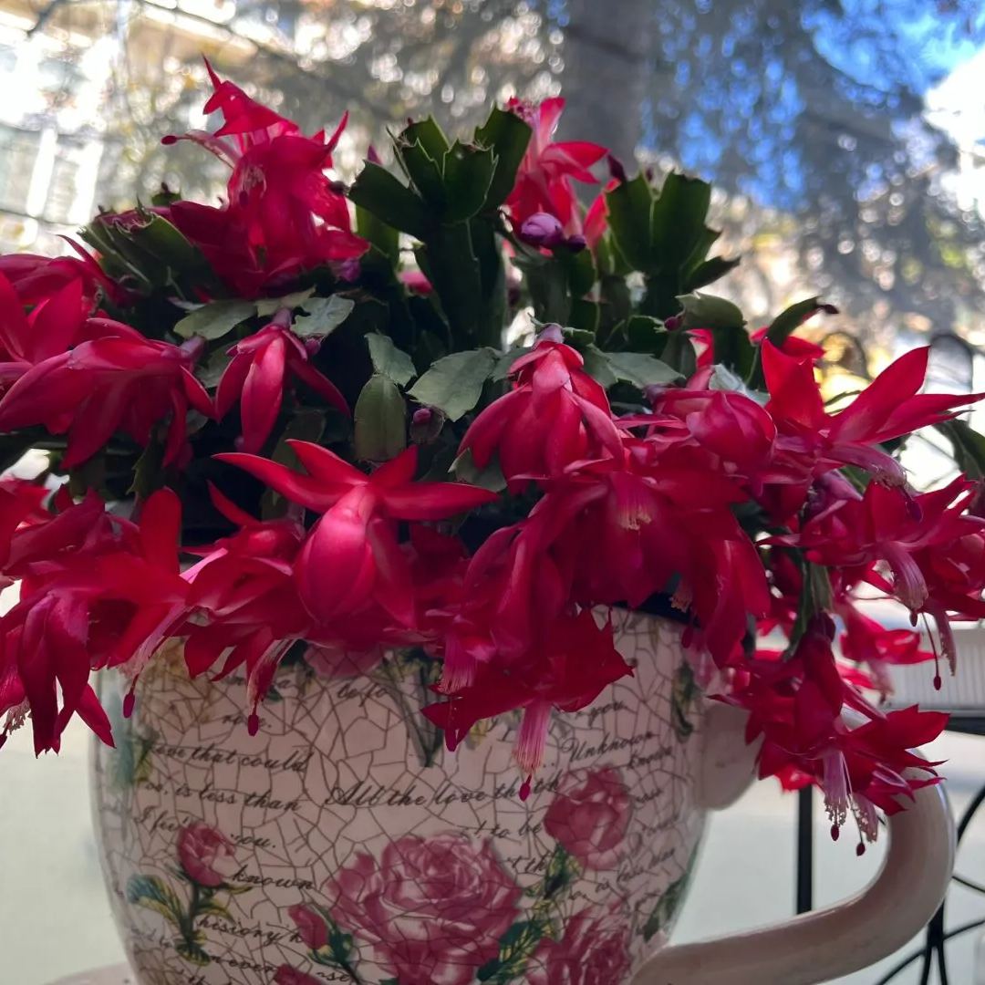 Hot sale! Essential for home decoration: Crab Claw Lotus seeds