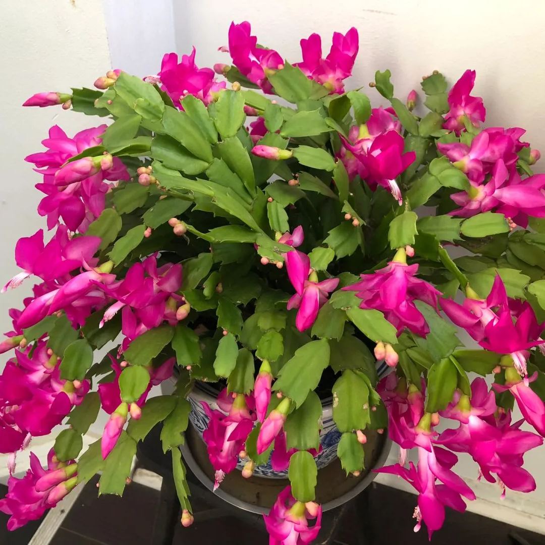 Hot sale! Essential for home decoration: Crab Claw Lotus seeds