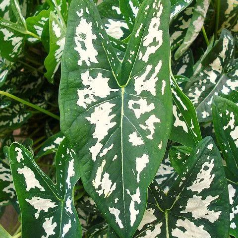 ✨🦋A great item for home decoration: 🌈Variegated Taro🪴