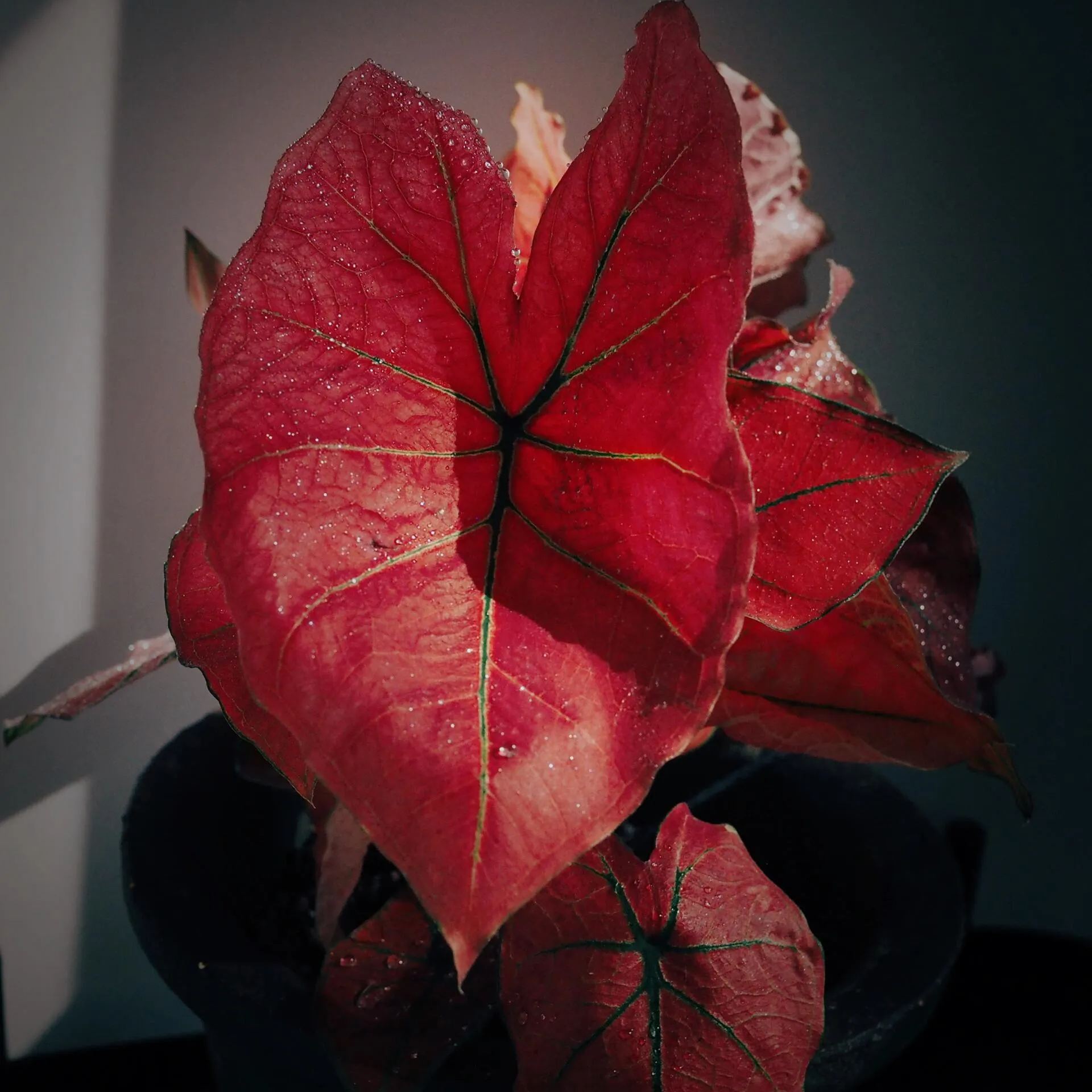 ✨🦋A great item for home decoration: 🌈Variegated Taro🪴