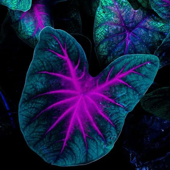 ✨🦋A great item for home decoration: 🌈Variegated Taro🪴