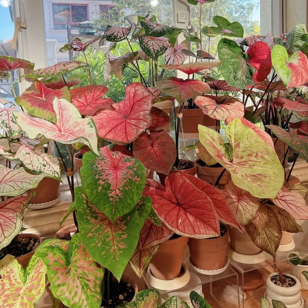 ✨🦋A great item for home decoration: 🌈Variegated Taro🪴