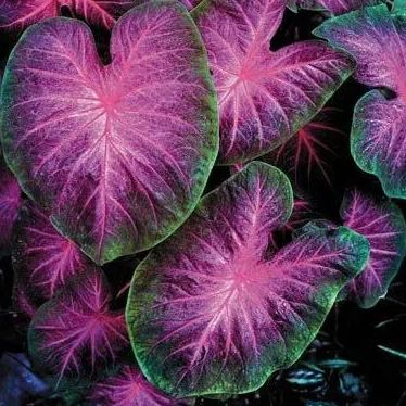 ✨🦋A great item for home decoration: 🌈Variegated Taro🪴