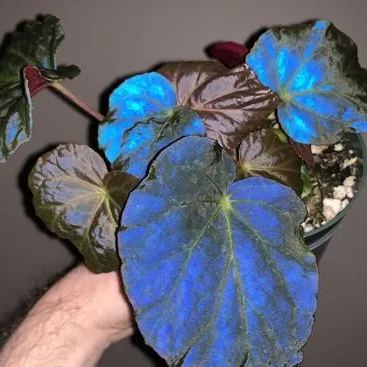 ✨🦋A great item for home decoration: 🌈Variegated Taro🪴