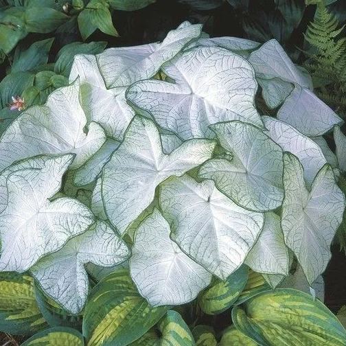 ✨🦋A great item for home decoration: 🌈Variegated Taro🪴