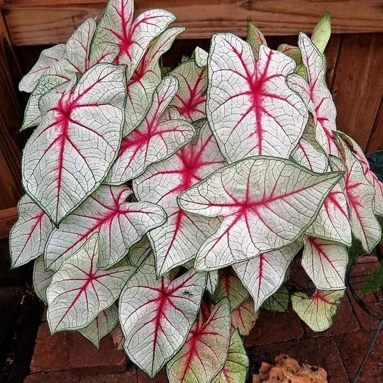 ✨🦋A great item for home decoration: 🌈Variegated Taro🪴