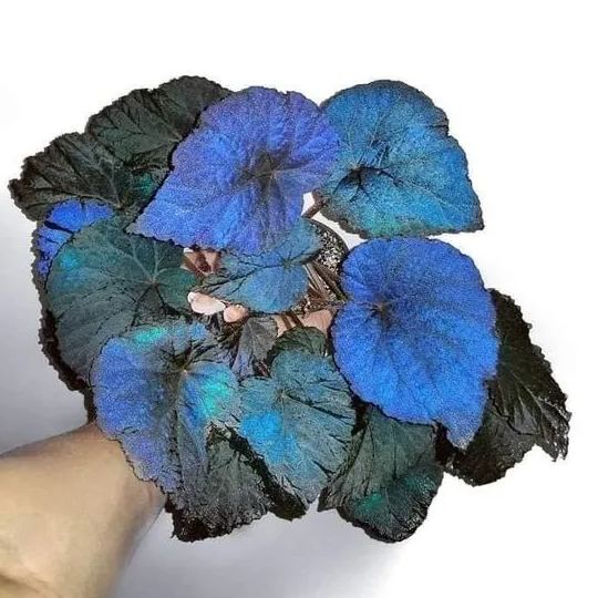 ✨🦋A great item for home decoration: 🌈Variegated Taro🪴