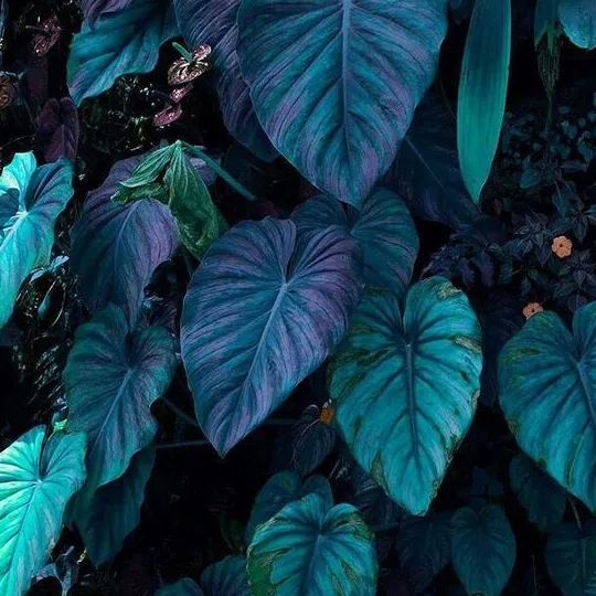 ✨🦋A great item for home decoration: 🌈Variegated Taro🪴