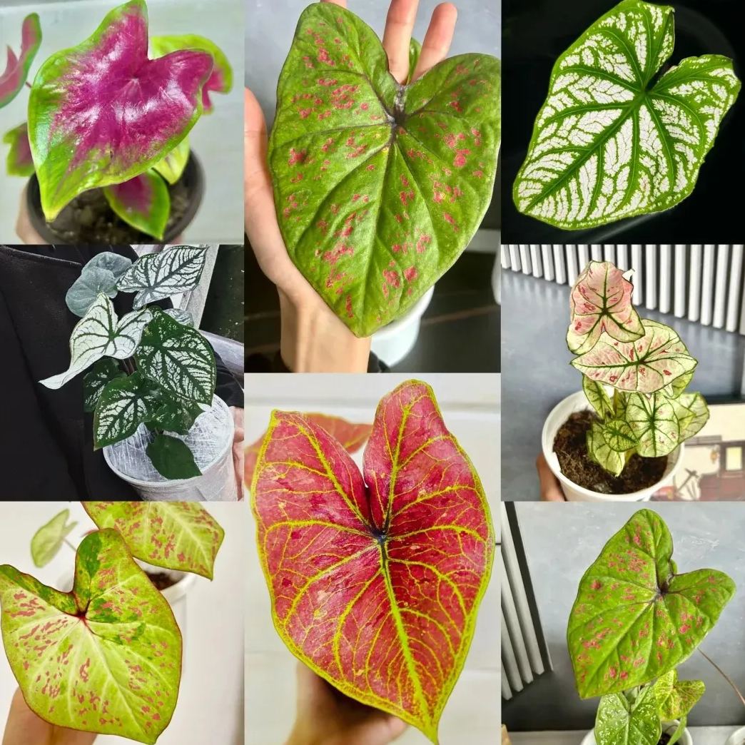 ✨🦋A great item for home decoration: 🌈Variegated Taro🪴