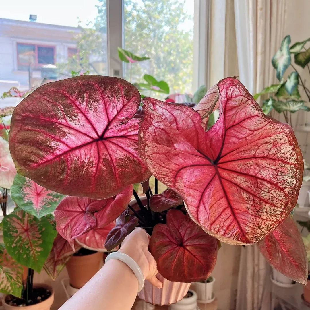 ✨🦋A great item for home decoration: 🌈Variegated Taro🪴