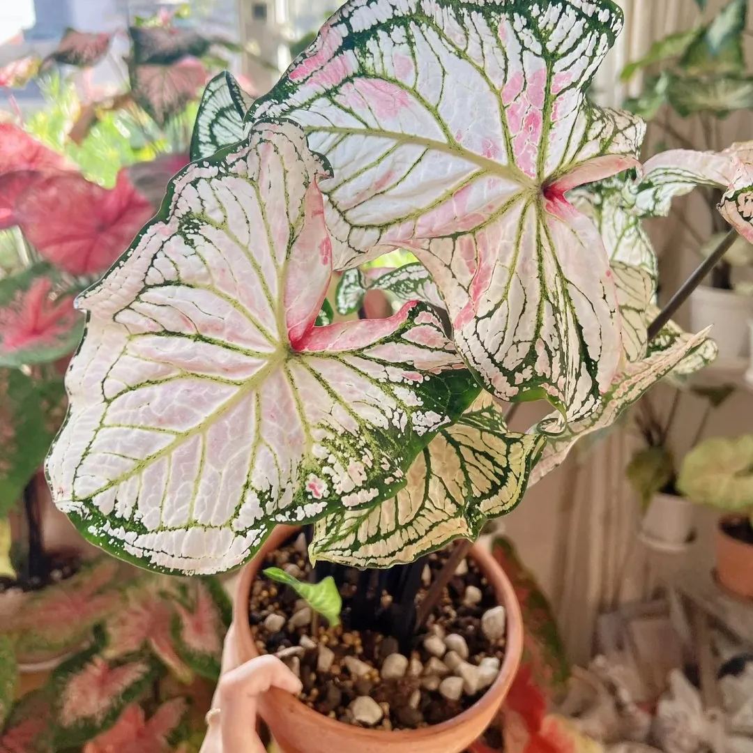 ✨🦋A great item for home decoration: 🌈Variegated Taro🪴