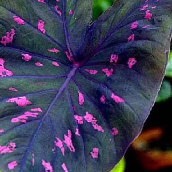 ✨🦋A great item for home decoration: 🌈Variegated Taro🪴