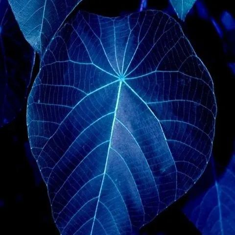 ✨🦋A great item for home decoration: 🌈Variegated Taro🪴