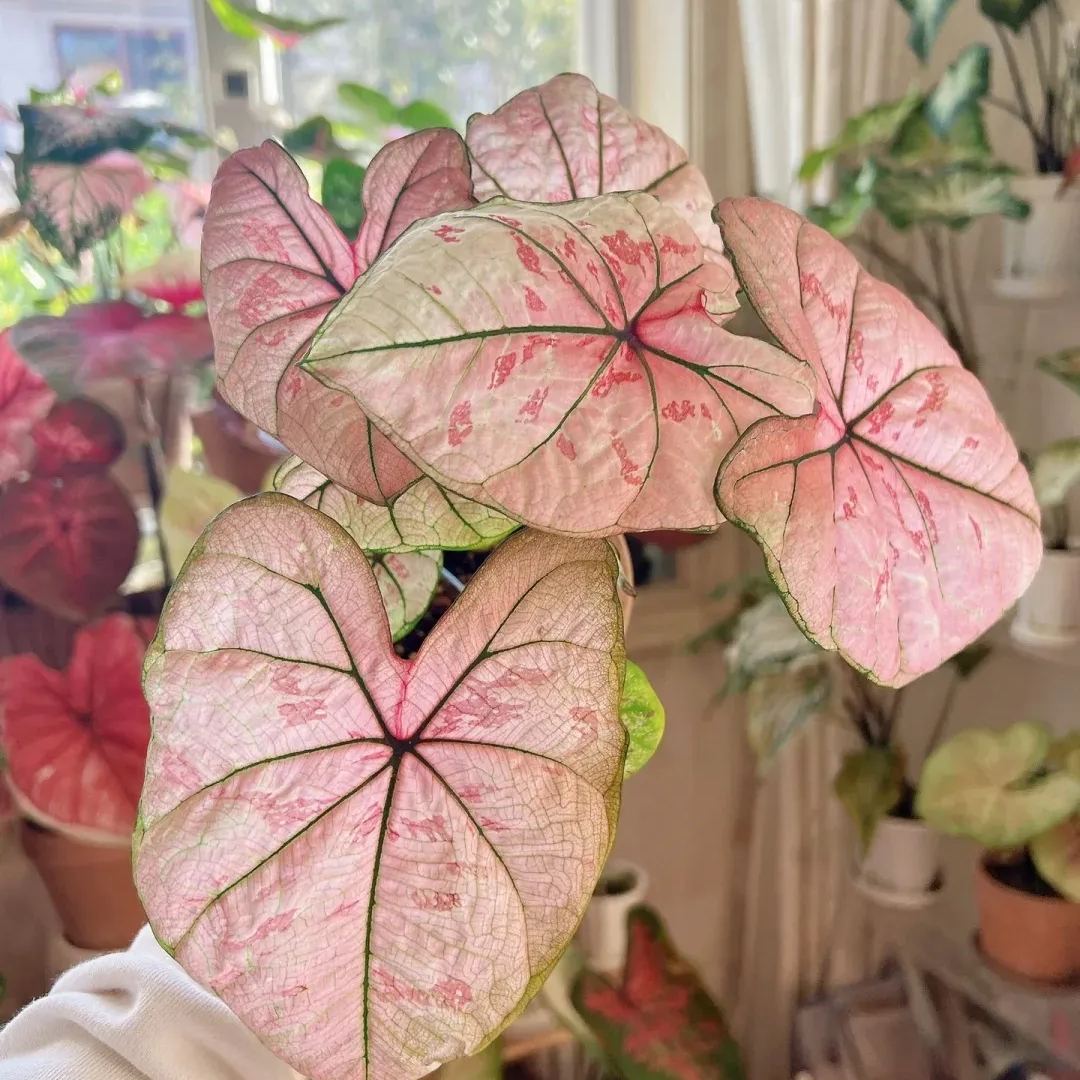 ✨🦋A great item for home decoration: 🌈Variegated Taro🪴
