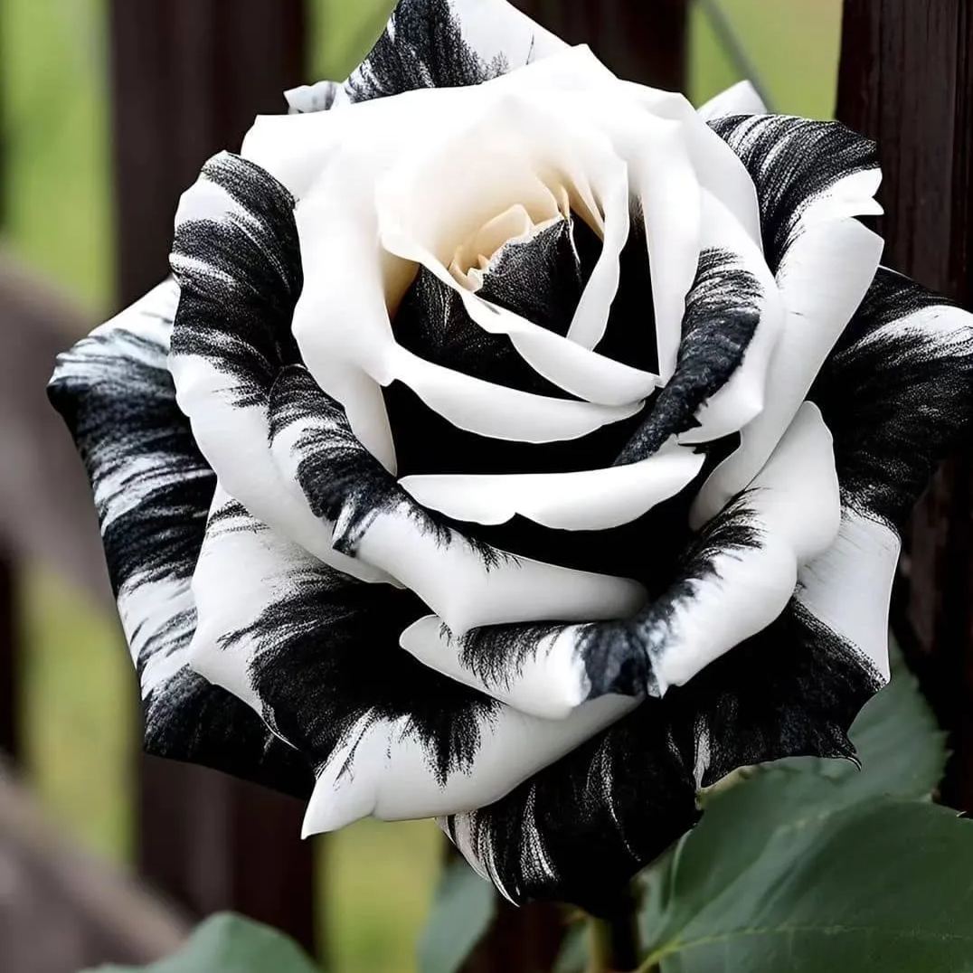 🌈Bunte Rosen: Zwillingsrosen🌹