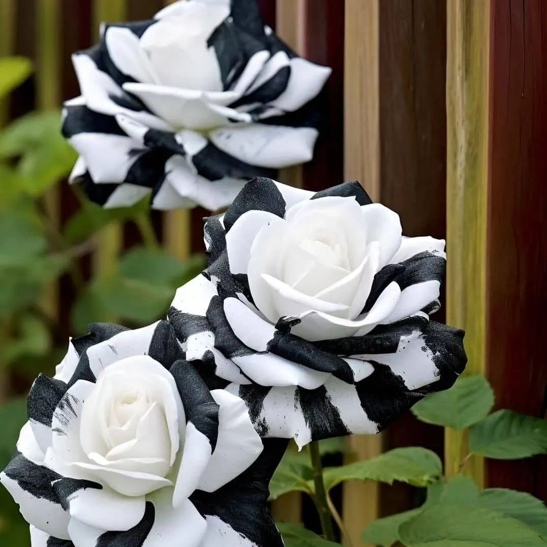 🌈Bunte Rosen: Zwillingsrosen🌹