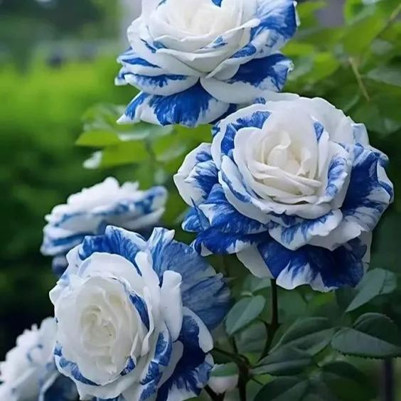 🌈Bunte Rosen: Zwillingsrosen🌹