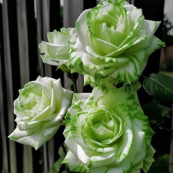 🌈Bunte Rosen: Zwillingsrosen🌹