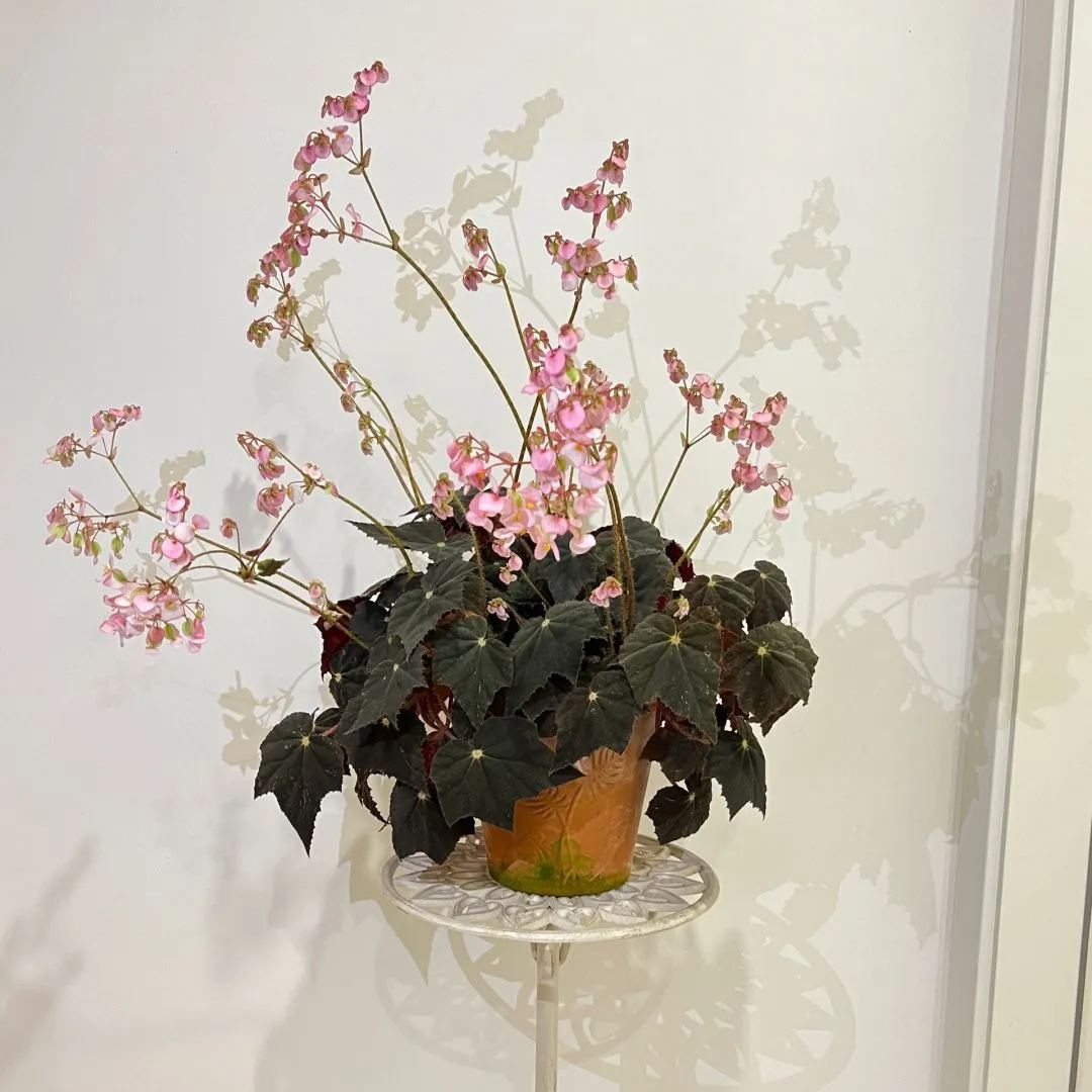 🥰🌱Chrysanthemum☘️Hot Sale!