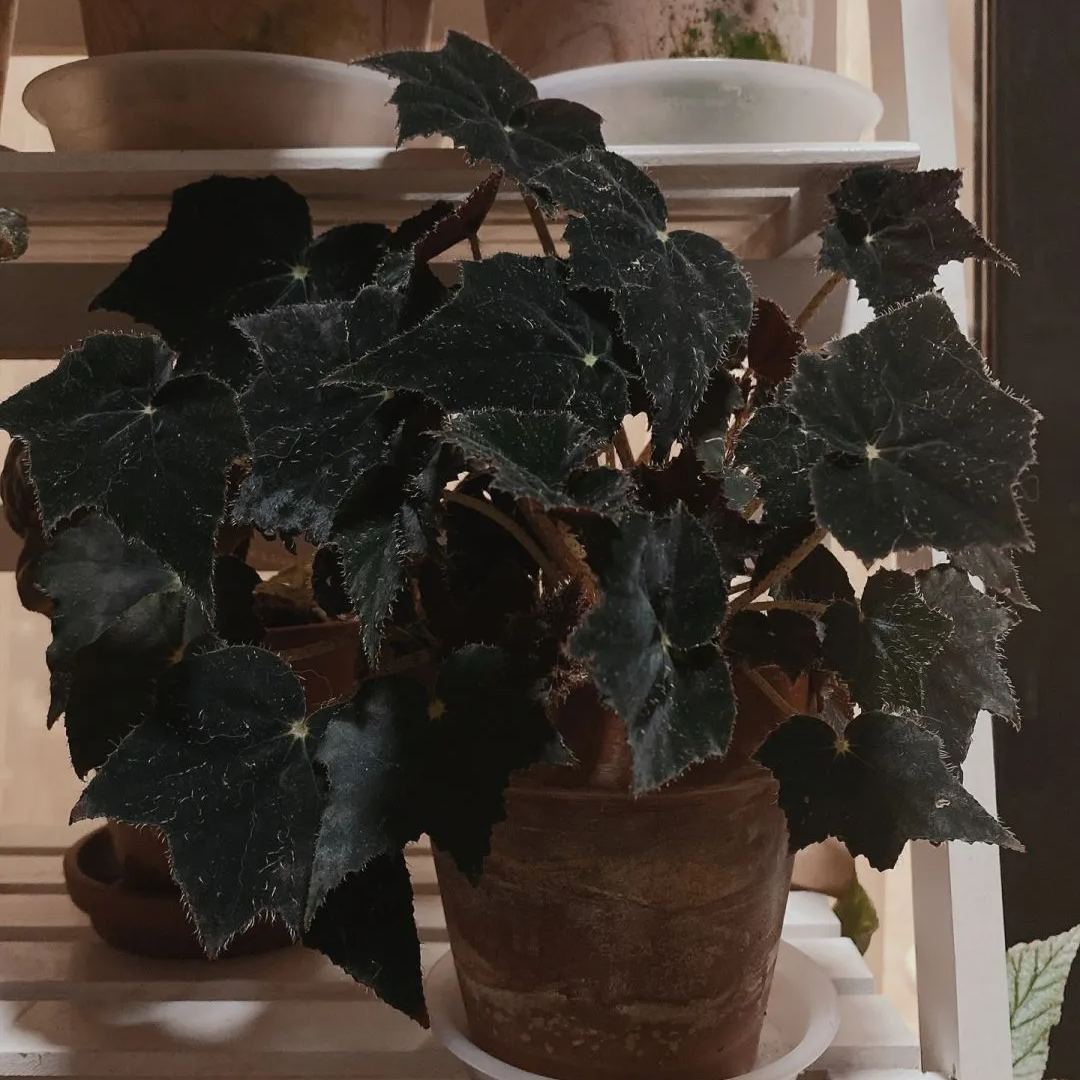 🥰🌱Chrysanthemum☘️Hot Sale!