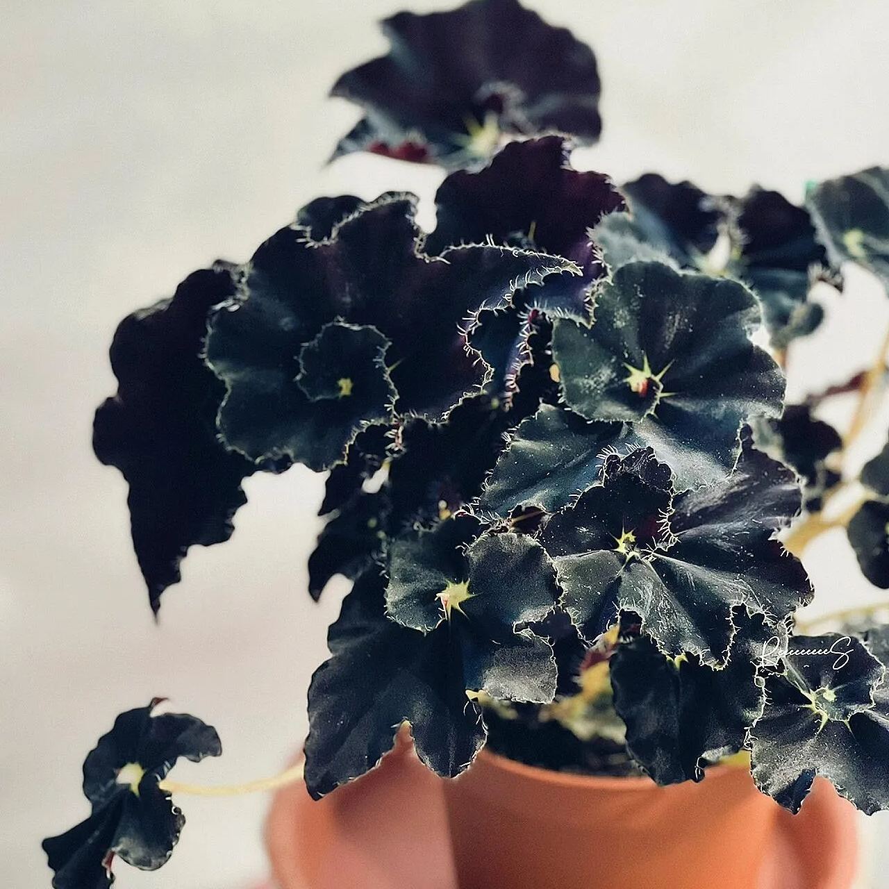 🥰🌱Chrysanthemum☘️Hot Sale!