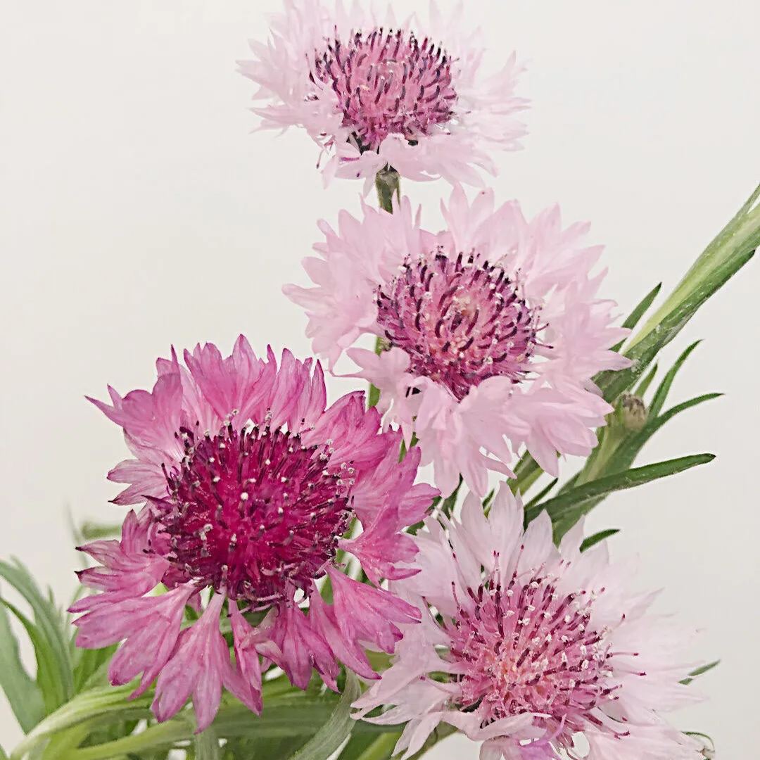 💐Bachelor's Button Cornflower✈️40% OFF 
