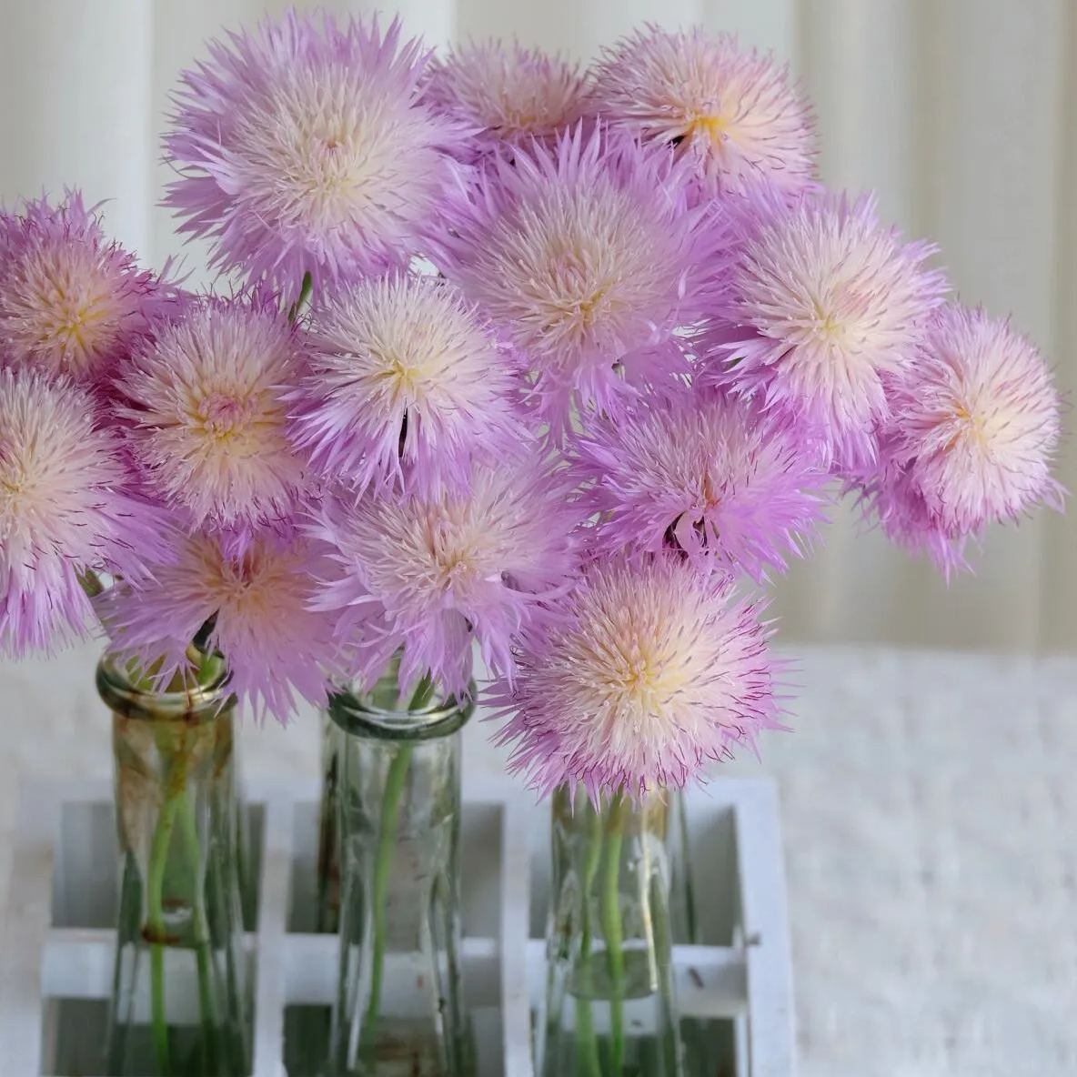 💐Bachelor's Button Cornflower✈️40% OFF 