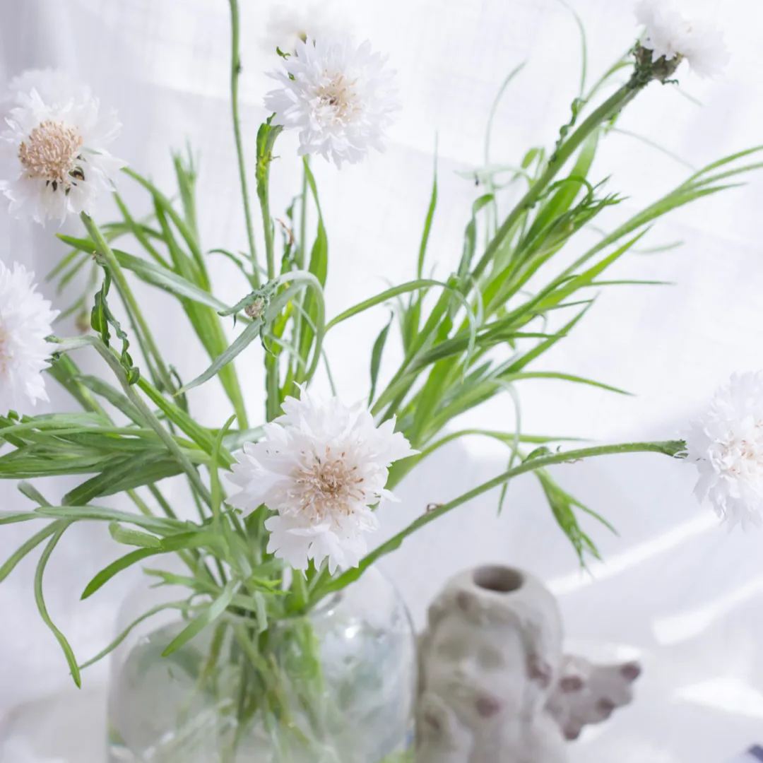 💐Bachelor's Button Cornflower✈️40% OFF 