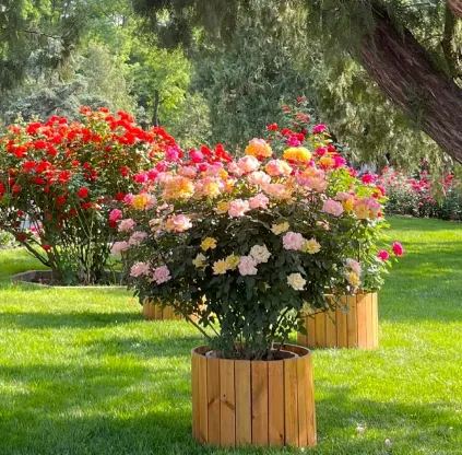 Rainbow's End Rose-Bring the Rainbow Home 🏡🌈