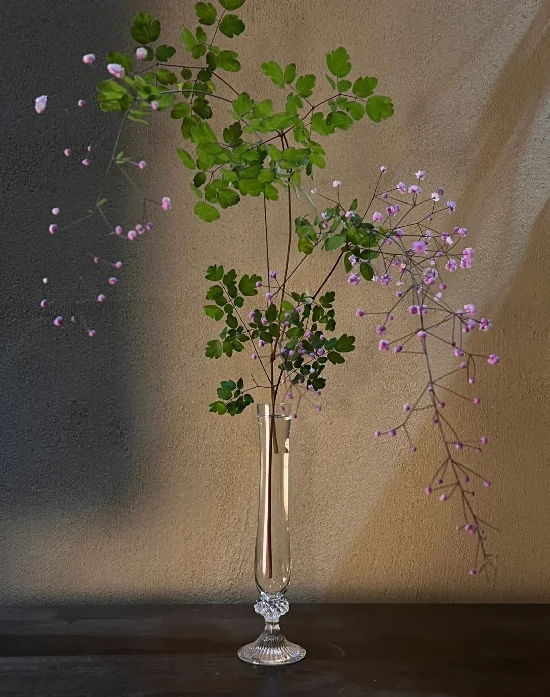 Hardy and Easy-to-Grow Thalictrum Seeds 🌿