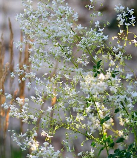 Hardy and Easy-to-Grow Thalictrum Seeds 🌿