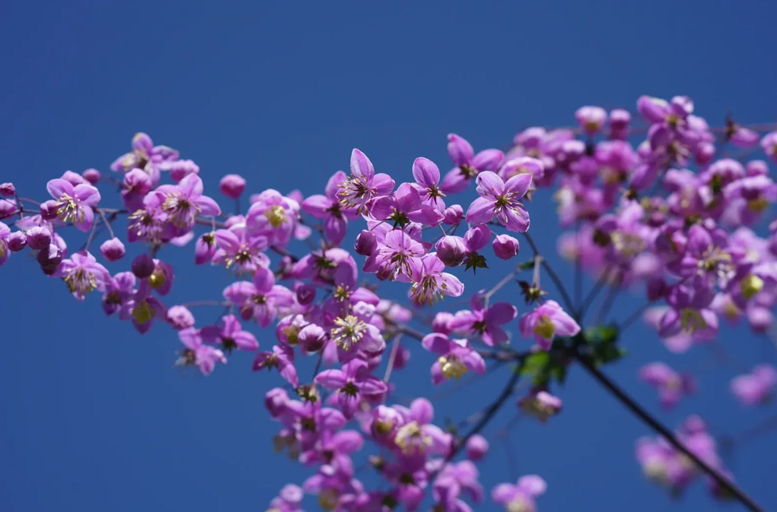 Hardy and Easy-to-Grow Thalictrum Seeds 🌿