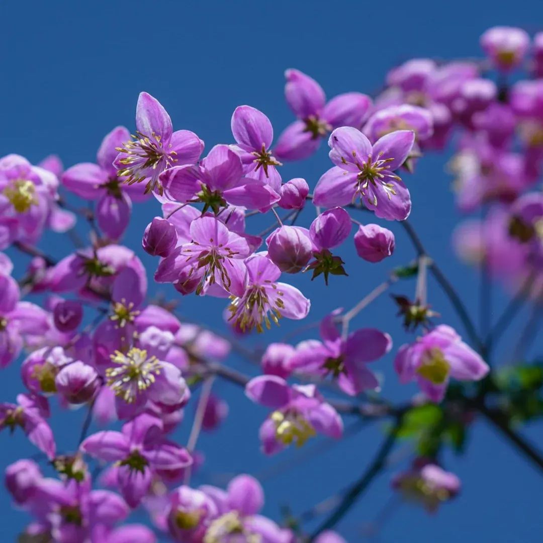 Hardy and Easy-to-Grow Thalictrum Seeds 🌿