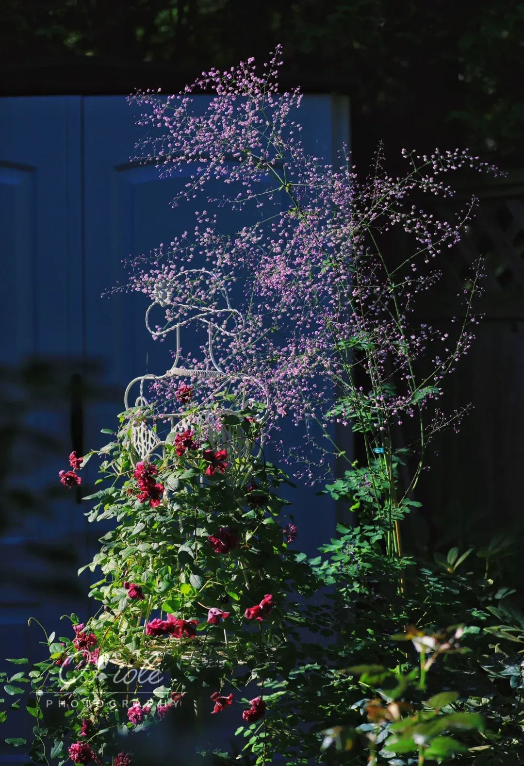 Hardy and Easy-to-Grow Thalictrum Seeds 🌿
