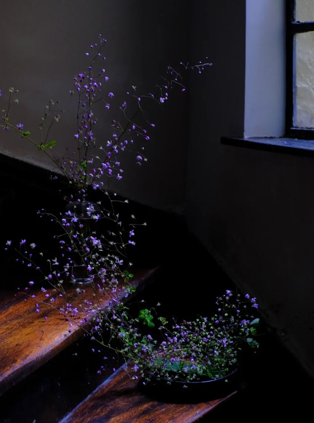 Hardy and Easy-to-Grow Thalictrum Seeds 🌿