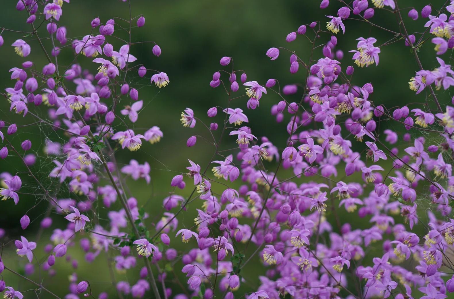 Hardy and Easy-to-Grow Thalictrum Seeds 🌿
