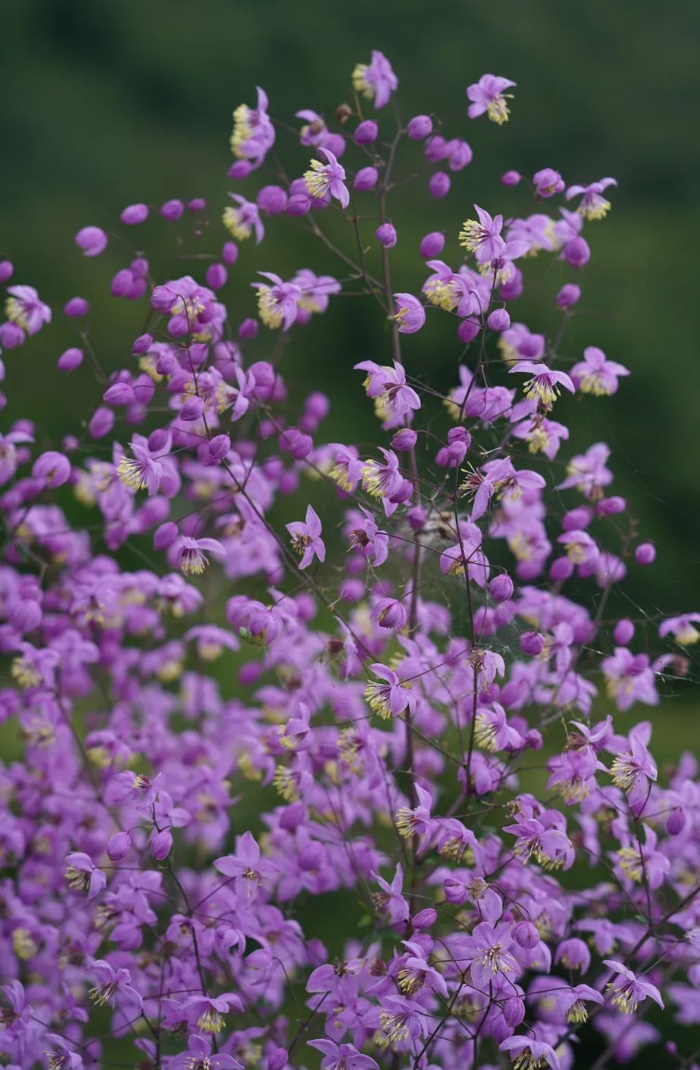 Hardy and Easy-to-Grow Thalictrum Seeds 🌿