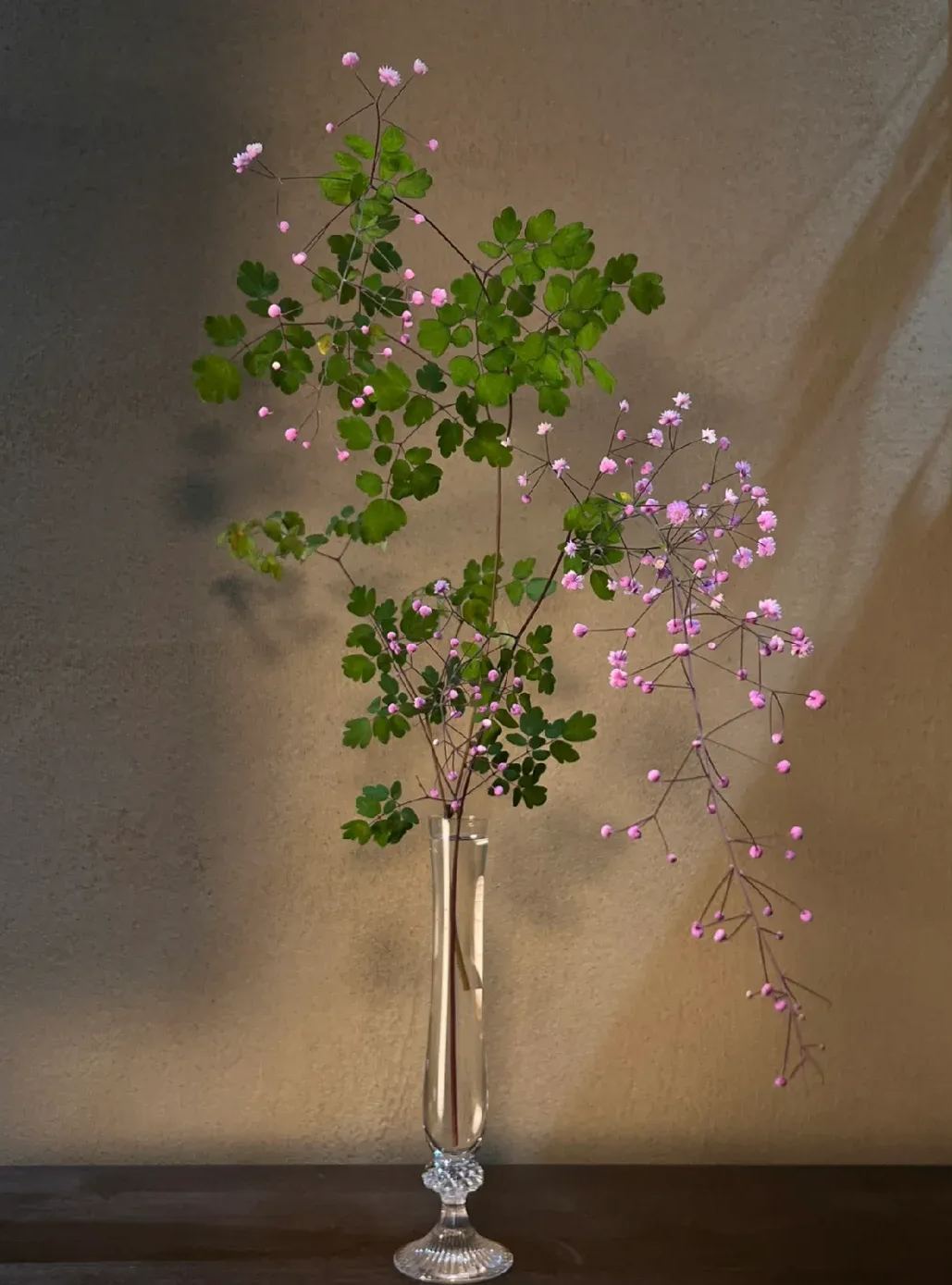 Hardy and Easy-to-Grow Thalictrum Seeds 🌿