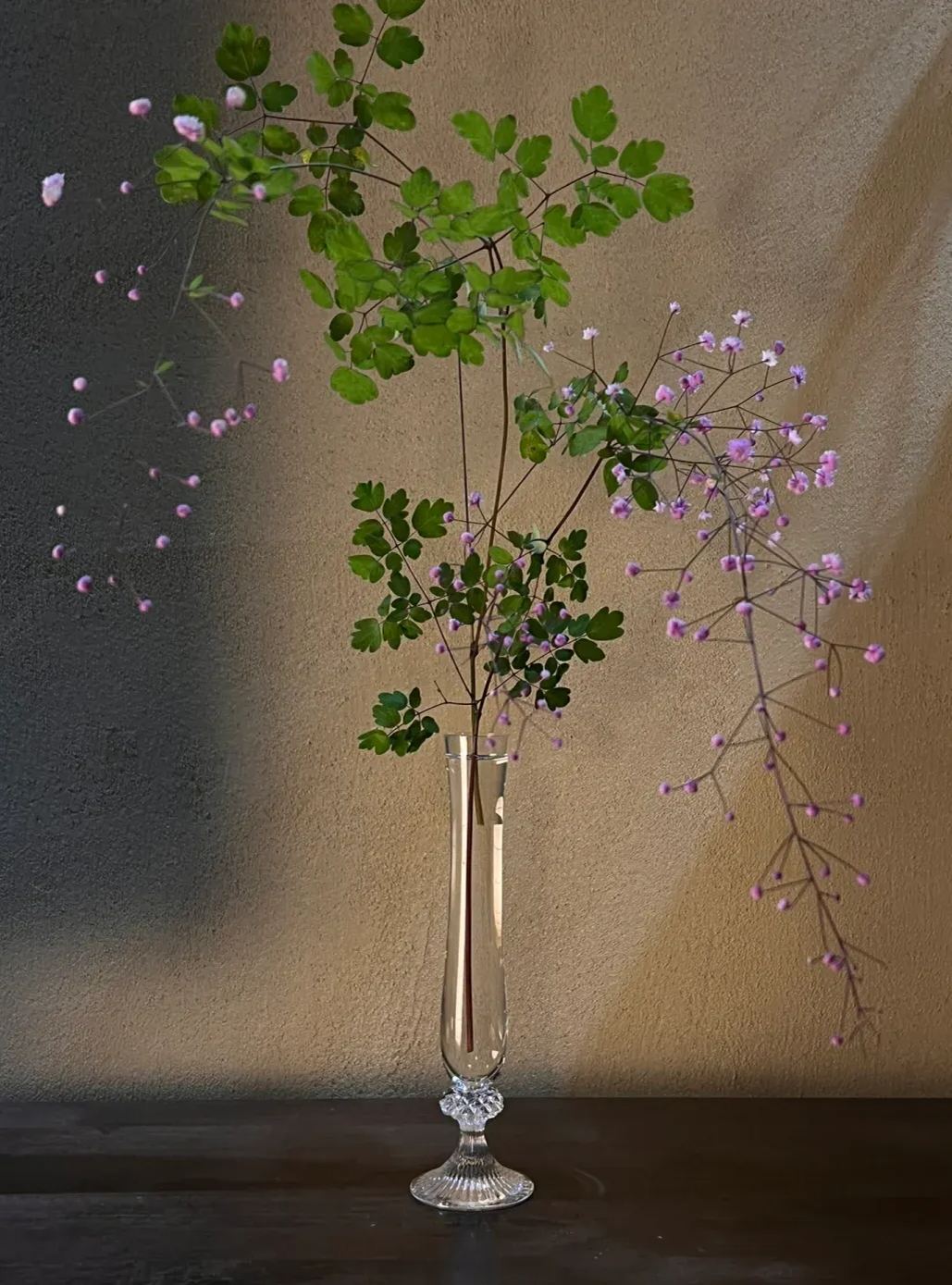 Hardy and Easy-to-Grow Thalictrum Seeds 🌿