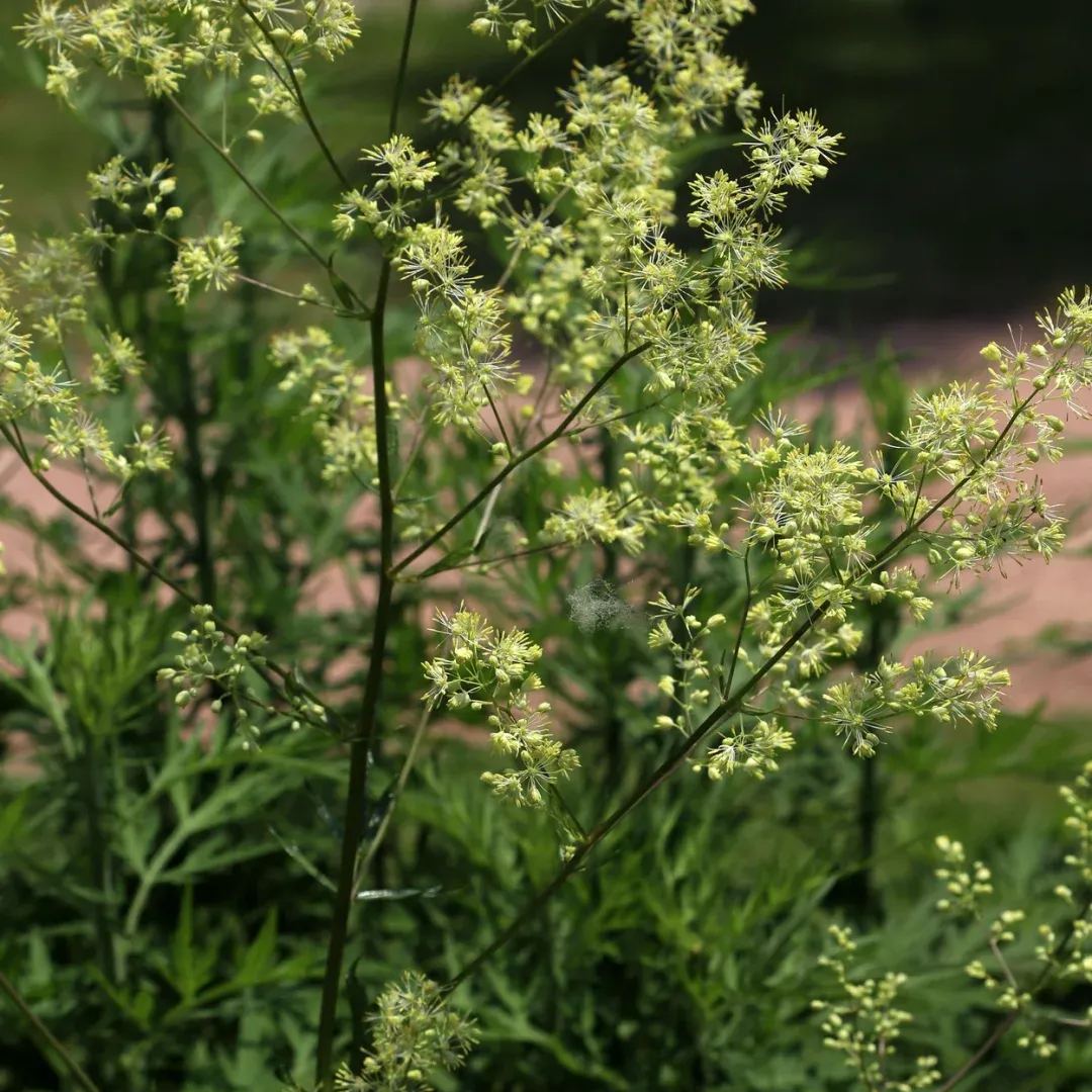 Hardy and Easy-to-Grow Thalictrum Seeds 🌿