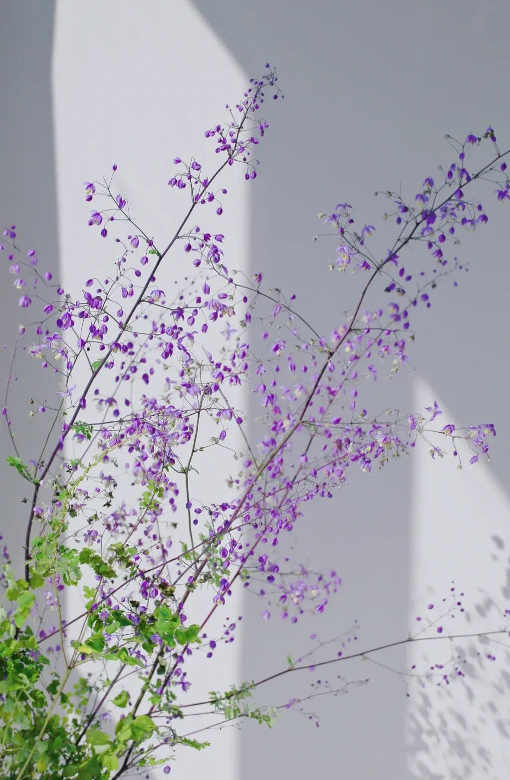 Hardy and Easy-to-Grow Thalictrum Seeds 🌿