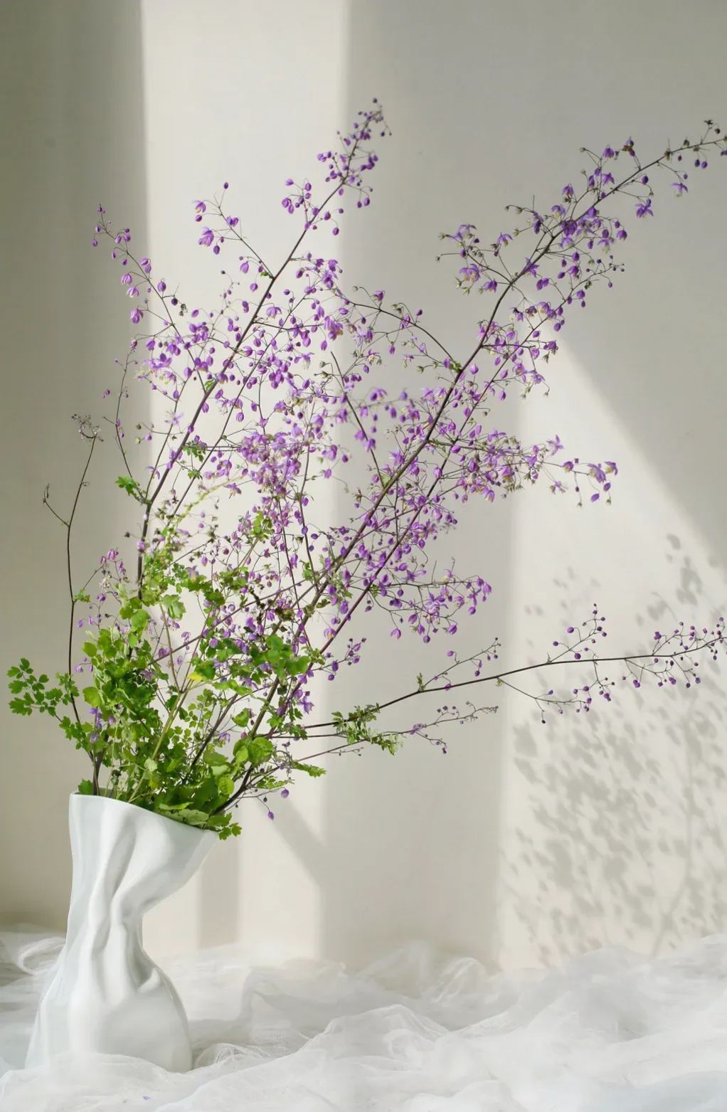 Hardy and Easy-to-Grow Thalictrum Seeds 🌿