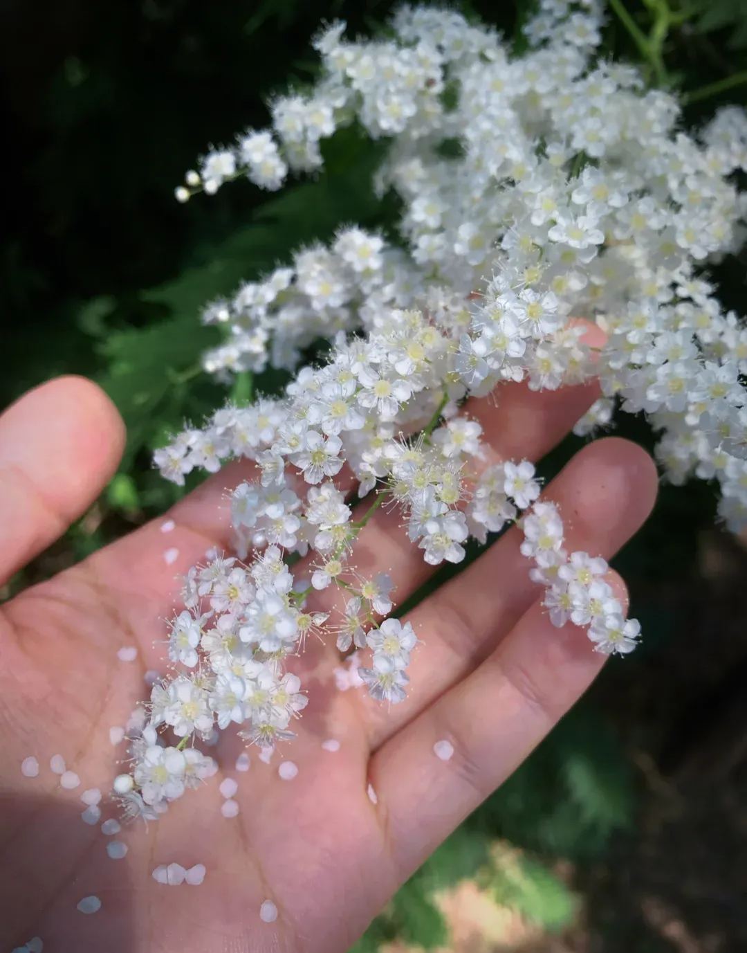 Pearl Plum: A Beacon of Serenity and Good Fortune 🌸
