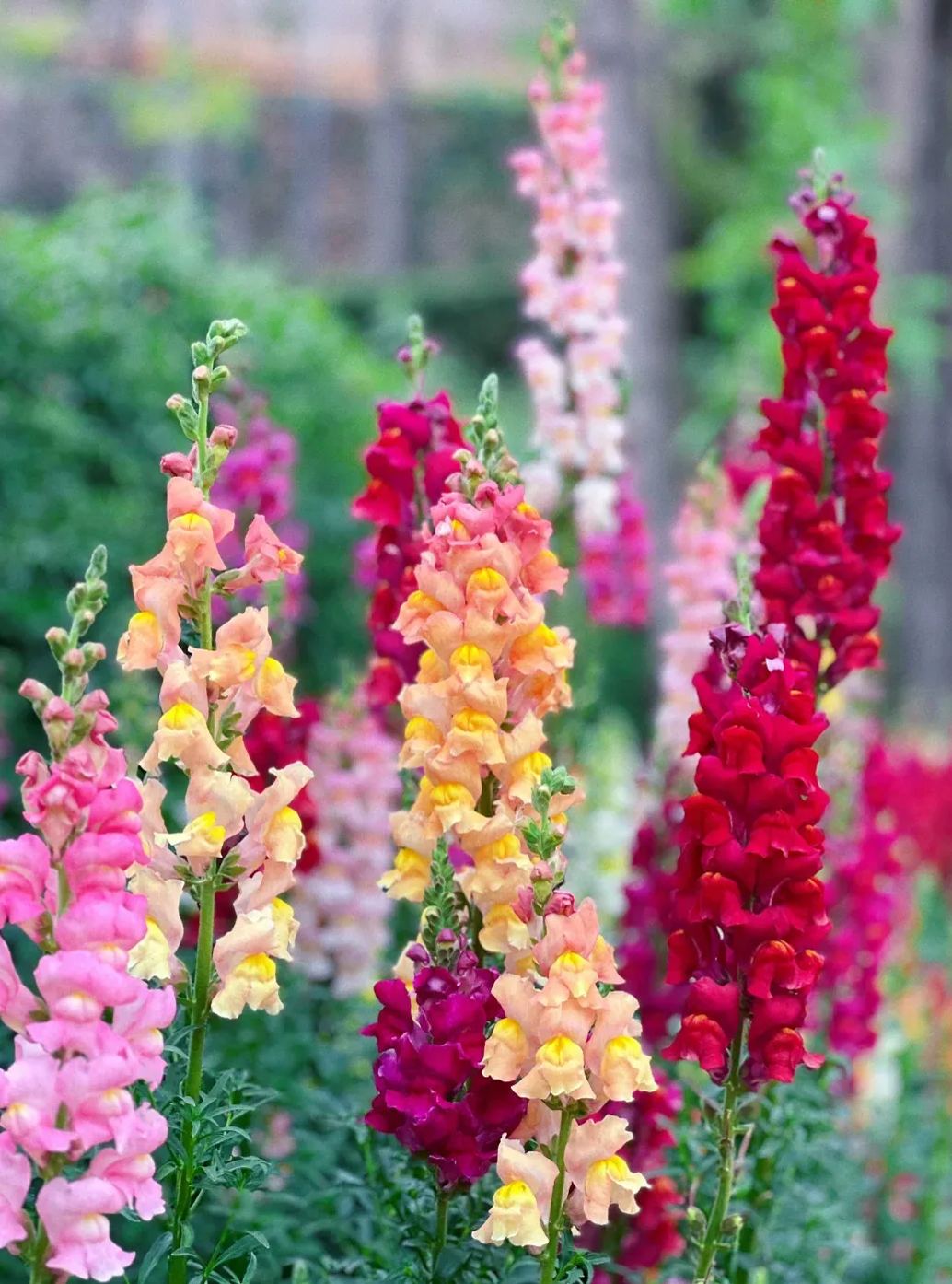 Garden Snapdragon Seeds- Mix Colors