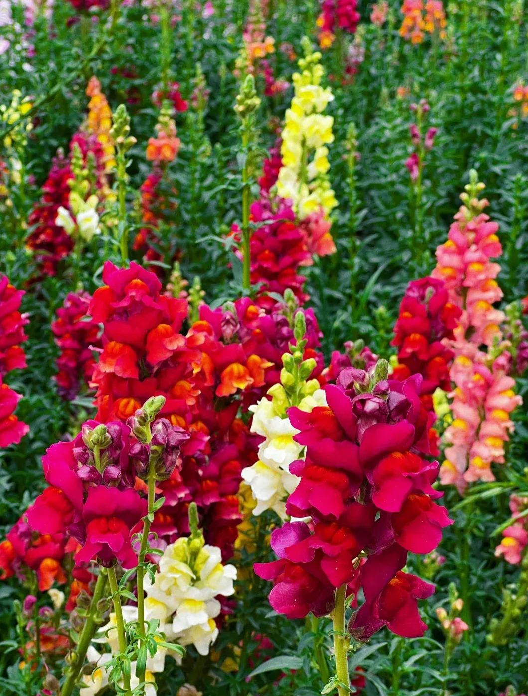 Garden Snapdragon Seeds- Mix Colors