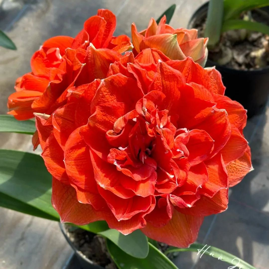 🌺Tropical and easy to grow flowers🌸Striped Barbados lily🫧50% OFF